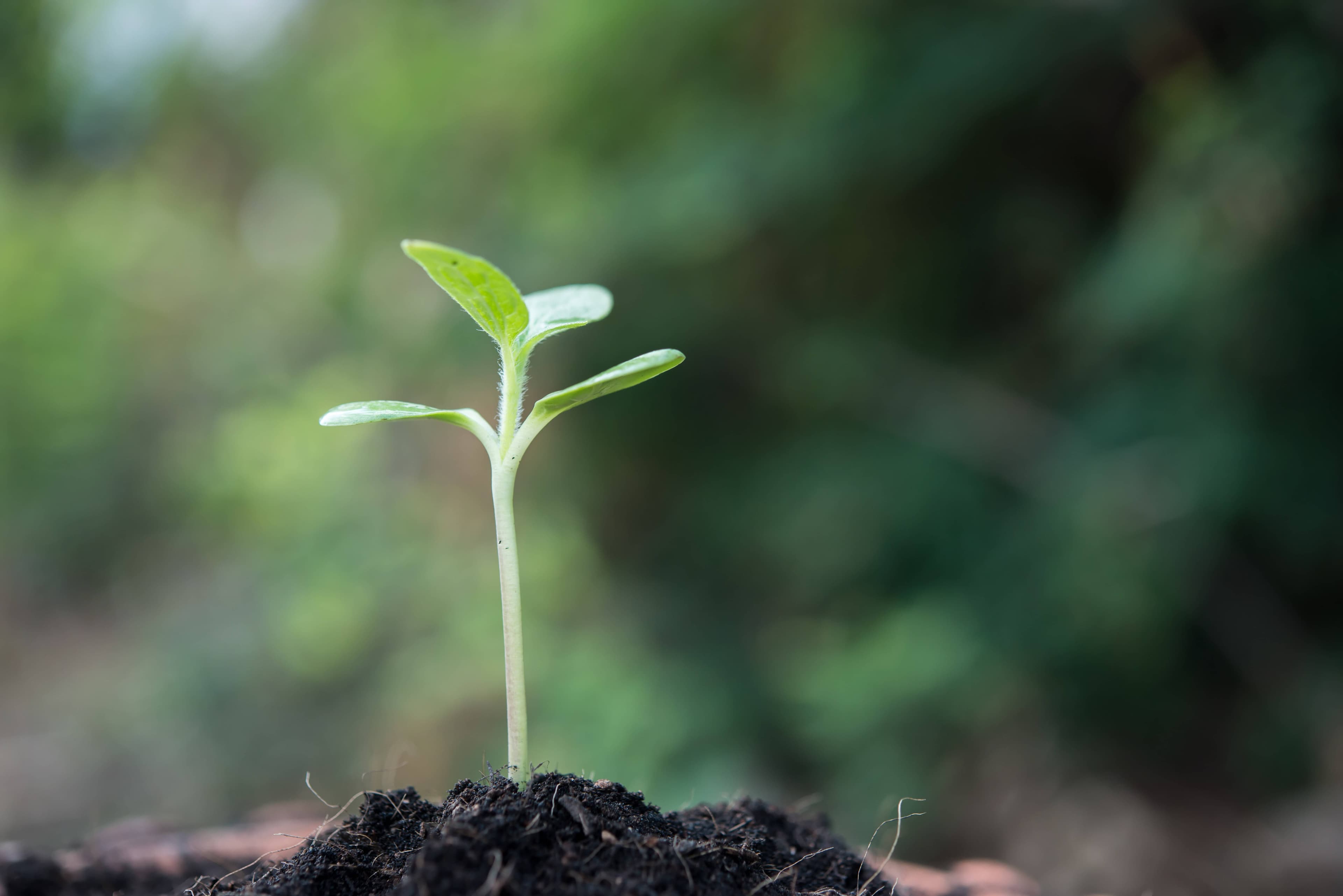 Close up of small plant growing in soil